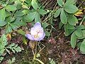 Crocus pulchellus