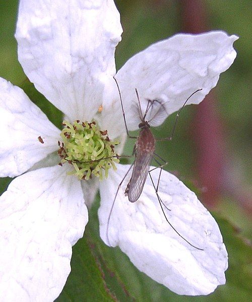 File:Culex salinarius bramble.jpg