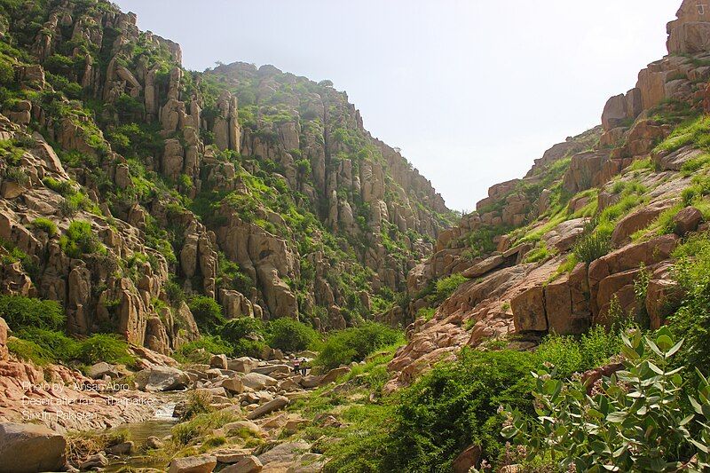 File:Desert after rain.jpg