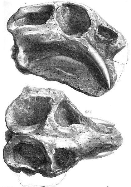 File:Dicynodon lacerticeps.jpg