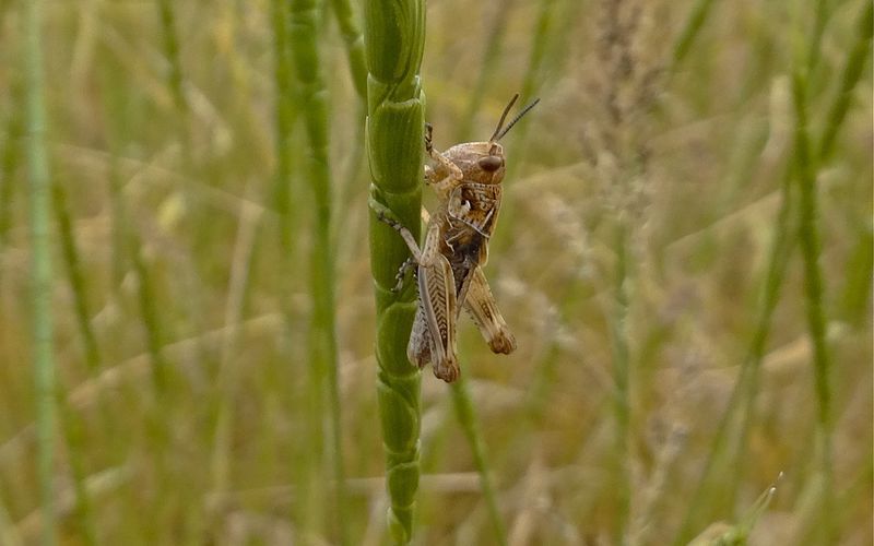 File:Dociostaurus maroccanus L4.jpg