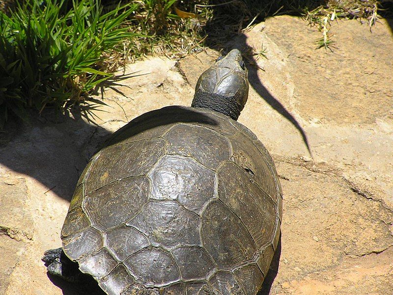 File:Erymnochelys madagascariensis.jpg