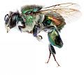 Euglossa villosa, a bee