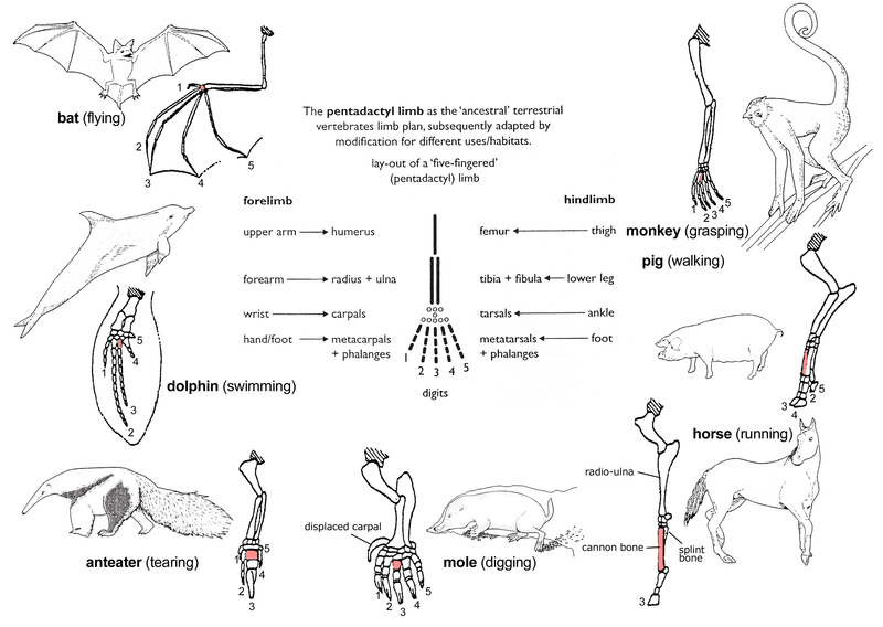 File:Evolution pl.png