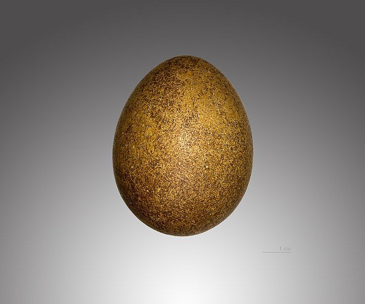 File:Faucon gerfaut MHNT.jpg