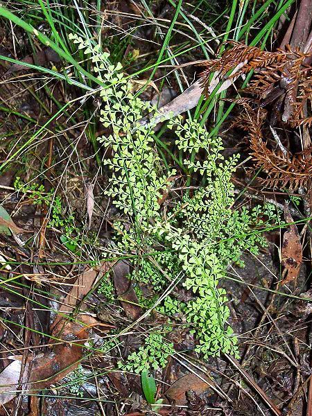 File:Fern - Springwood.jpg