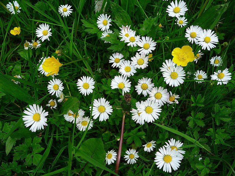 File:Gänseblümchen Scharfer Hahnenfuß.JPG