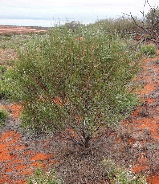 File:Grevillea juncifolia habit.jpg