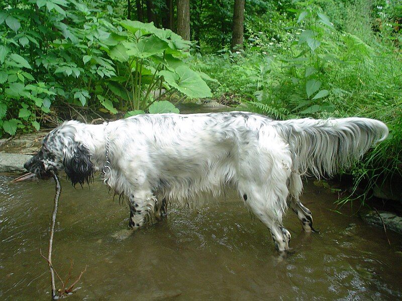 File:Gucci.English setter.jpg