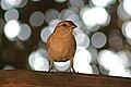 Female house sparrow