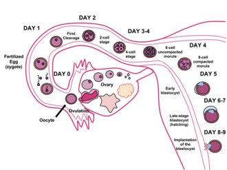 Timeline of human fertilization, ending with implantation of the blastocyst eight to nine days after fertilization.