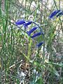 Hyacinthoides non-scripta in the dunes