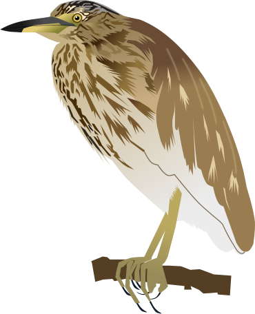 File:Indian Pond Heron.svg