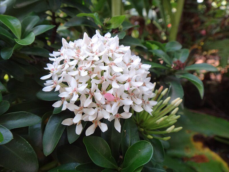 File:Ixora (white).JPG