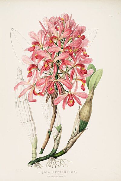 File:Laelia superbiens RHS.jpeg