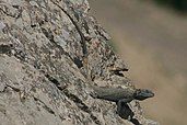 Laudakia nupta sitting on a rock.