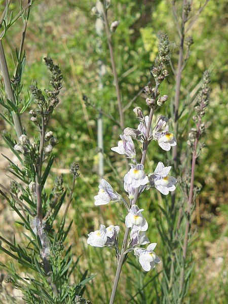 File:Linaria repens001.jpg