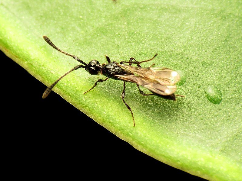 File:Little Diapriid Wasp.jpg