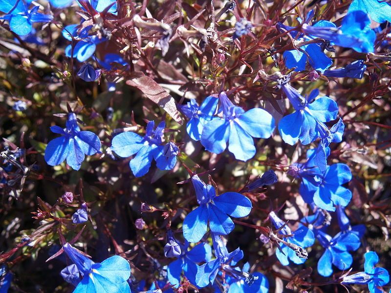 File:Lobelia erinus02.jpg