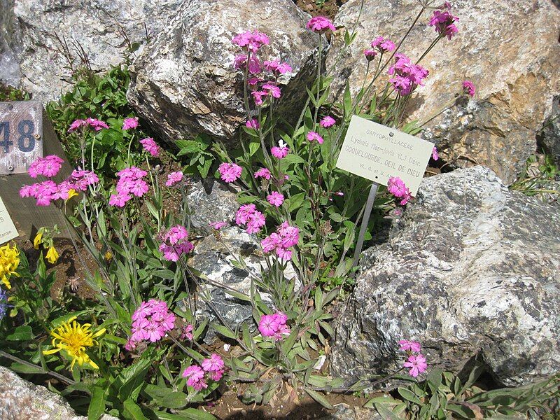 File:Lychnis flos-jovis001.jpg