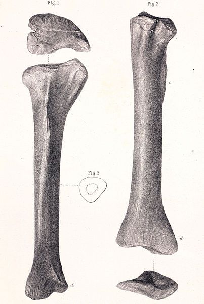 File:Megalosaurus tibia.jpg