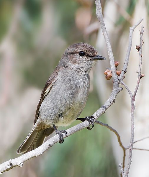 File:Melanodryas vittata Bruny.jpg