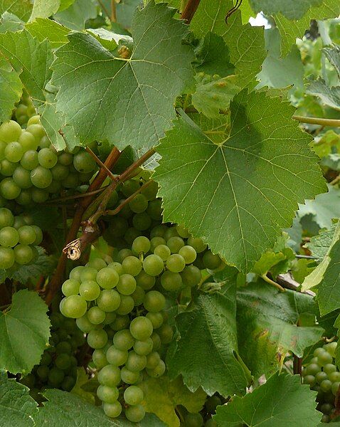 File:Melon de bourgogne.jpg