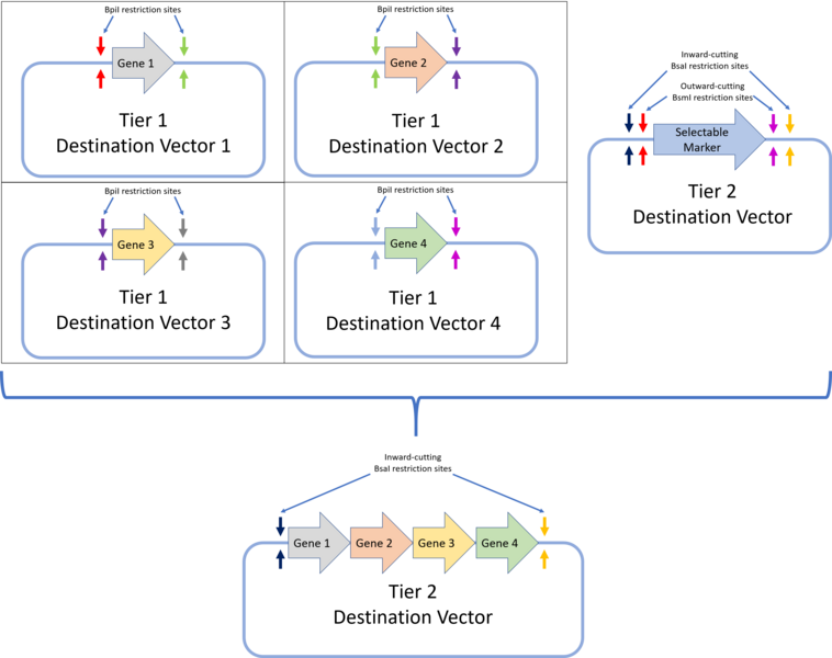 File:MoClo assembly.png