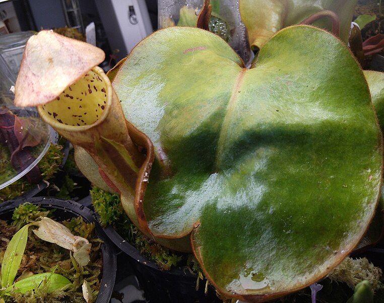 File:Nepenthes clipeata (cultivated).jpg