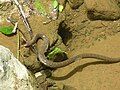 Image 26A common watersnake shedding its skin (from Snake)