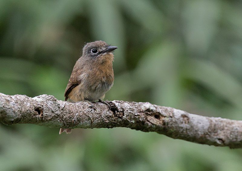 File:Nonnula rubecula.jpg