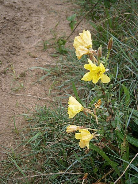 File:Oenothera biennis 001.JPG