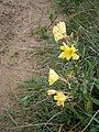 Oenothera biennis'