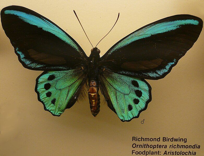 File:Ornithoptera richmondia.jpg