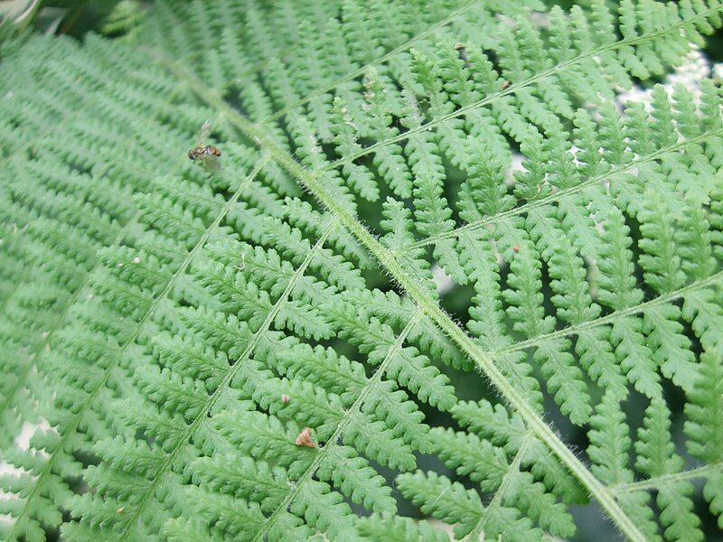 File:Osterich Fern Foliage.jpg