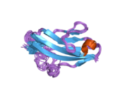 2ckn: NMR STRUCTURE OF THE FIRST IG MODULE OF MOUSE FGFR1