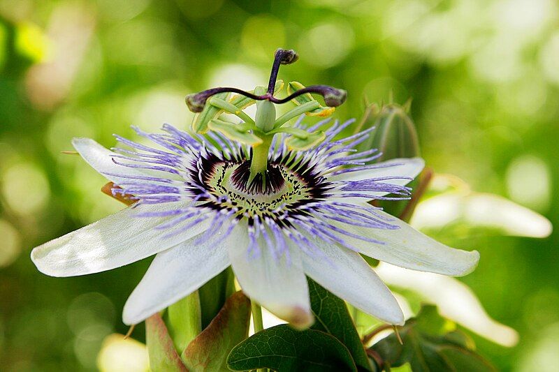 File:Passionfruit flower07.jpg