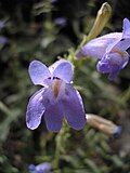 Flower of Penstemon pudicus