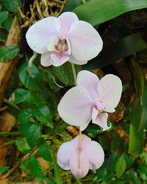 File:Phalaenopsis rothschildiana.jpg