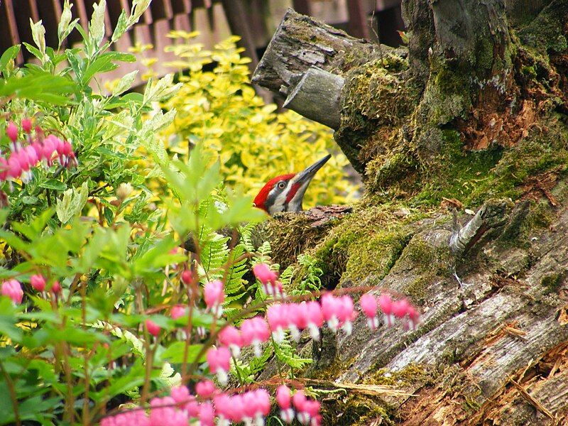 File:Pileated Woodpecker-St-Alphonse-de-Granby.jpg