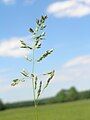 Smooth meadow-grass.