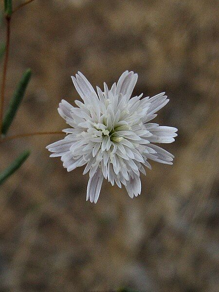 File:Podolepis capillaris -flower.jpg