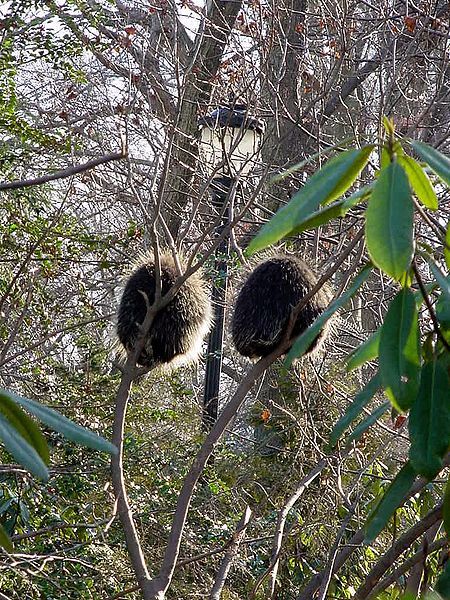 File:Porcupines-Discovery-Trail-Jan-11-2007.jpg