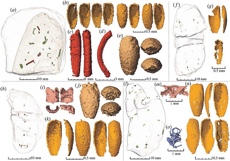 File:Possible Silesaurus coprolites.jpg