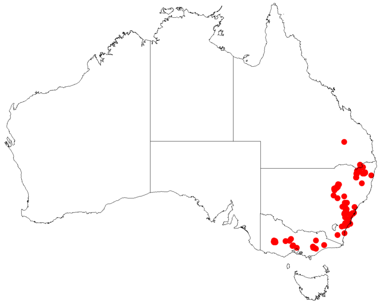 File:Prostanthera saxicolaDistA80.png