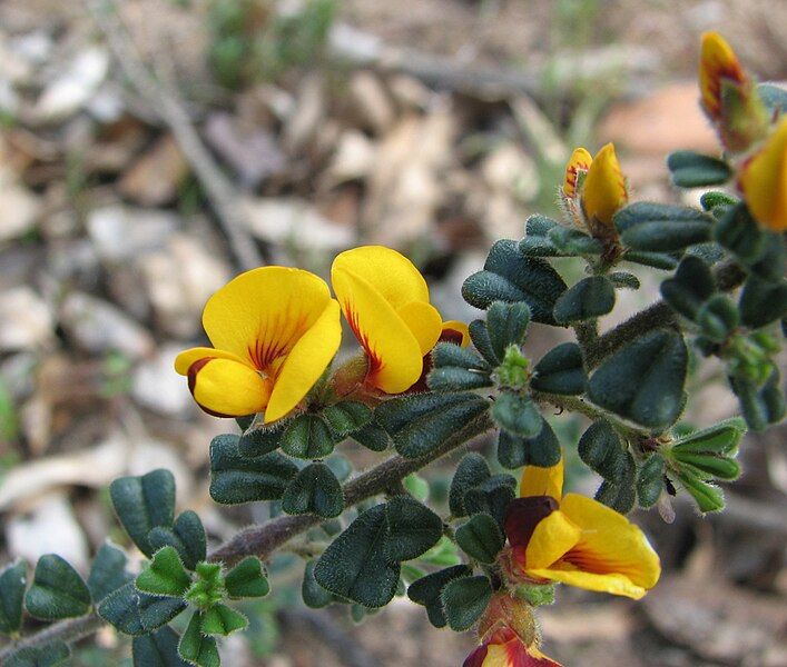 File:Pultenaea scabra BR.jpg