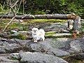 Ruby loves to hike with me