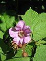 Rubus odoratus