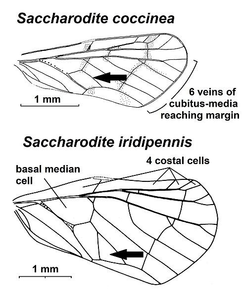 File:Saccharodite venation.jpg