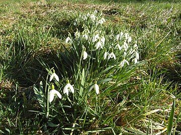 Snow drops